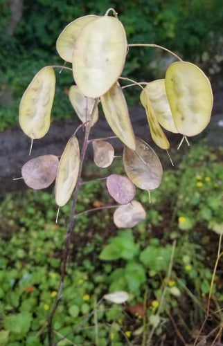 Feuille d'argent — Bild 4