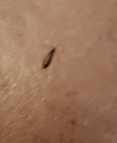 Poisson d'argent — Bild 3