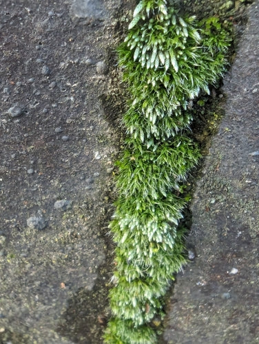 Mousse argentée — Bild 5