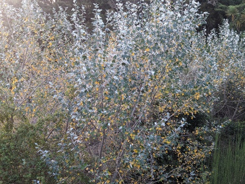 Peuplier blanc — Bild 5