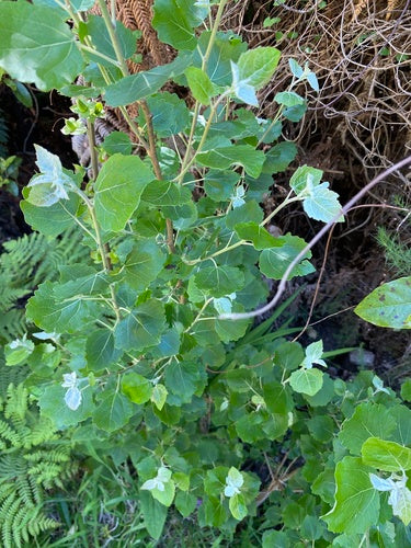 Peuplier blanc — Bild 4