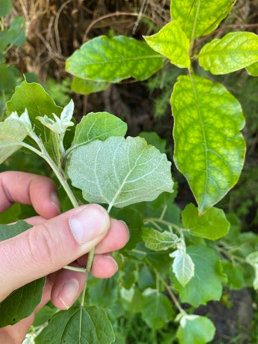Peuplier blanc — Bild 3