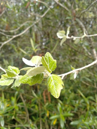 Peuplier blanc — Bild 2