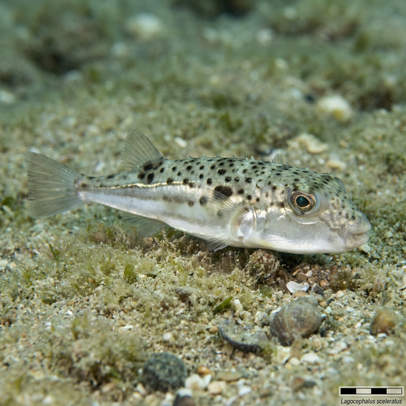 Poisson-globe Silverline