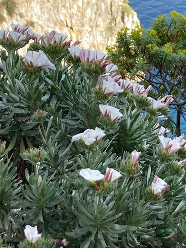 Gloire du matin en argent — Bild 1