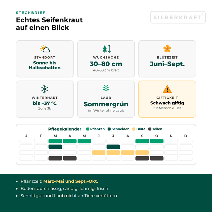 Steckbrief Echtes Seifenkraut (Saponaria officinalis) mit Standort, Wuchshöhe, Winterhärte, Giftigkeit und Pflegekalender