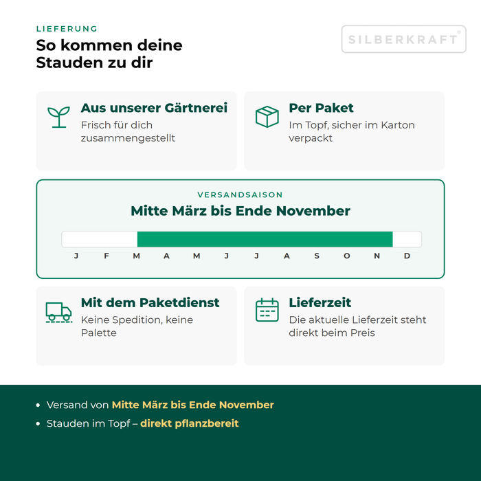 Lieferung Gewöhnliche Pechnelke: Paketversand im Topf aus unserer Gärtnerei, Versandsaison Mitte März bis Ende November