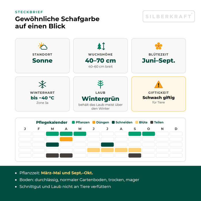 Steckbrief Gewöhnliche Schafgarbe (Achillea millefolium) mit Standort, Wuchshöhe, Winterhärte, Giftigkeit und Pflegekalender