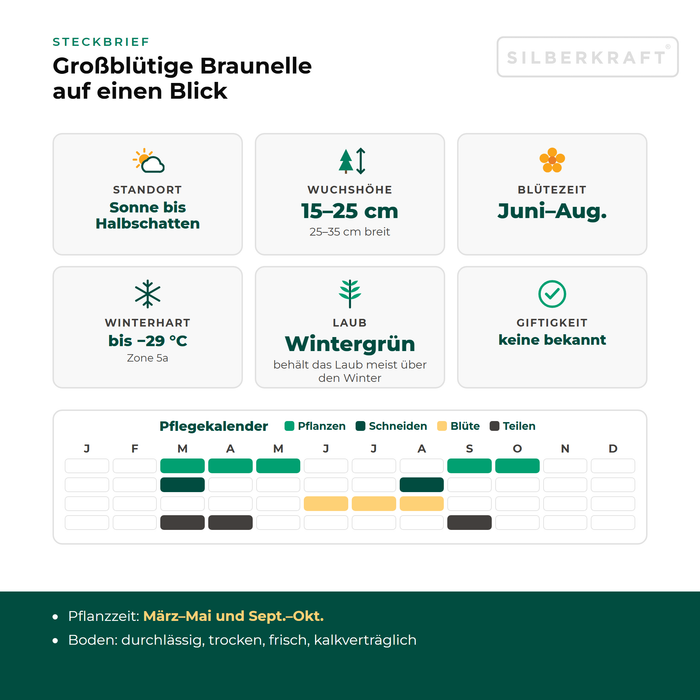 Steckbrief Großblütige Braunelle (Prunella grandiflora) mit Standort, Wuchshöhe, Winterhärte, Giftigkeit und Pflegekalender