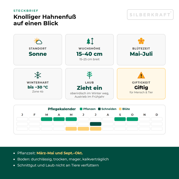 Steckbrief Knolliger Hahnenfuß (Ranunculus bulbosus) mit Standort, Wuchshöhe, Winterhärte, Giftigkeit und Pflegekalender