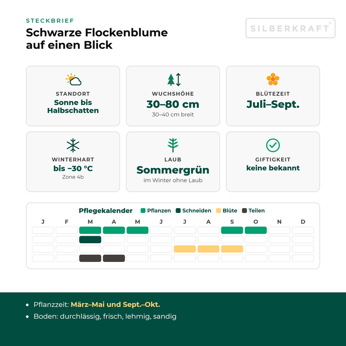 Steckbrief Schwarze Flockenblume (Centaurea nigra) mit Standort, Wuchshöhe, Winterhärte, Giftigkeit und Pflegekalender