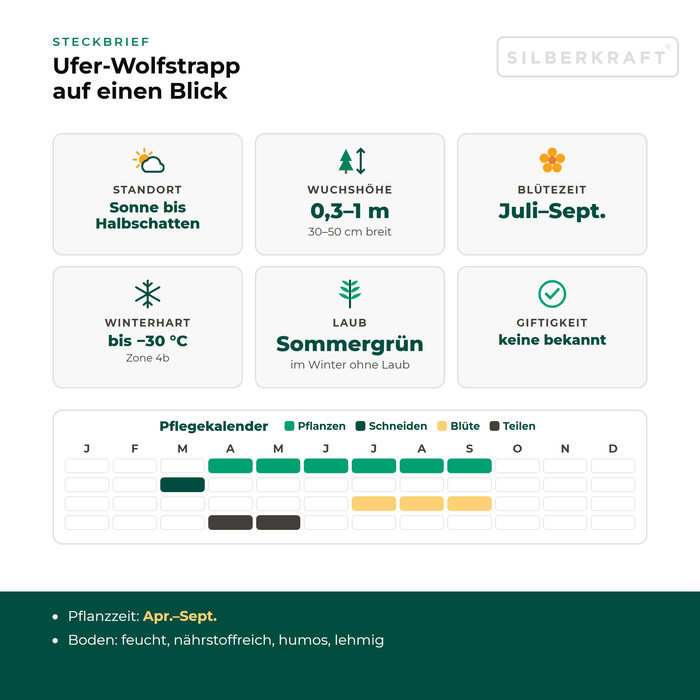 Steckbrief Ufer-Wolfstrapp (Lycopus europaeus) mit Standort, Wuchshöhe, Winterhärte, Giftigkeit und Pflegekalender