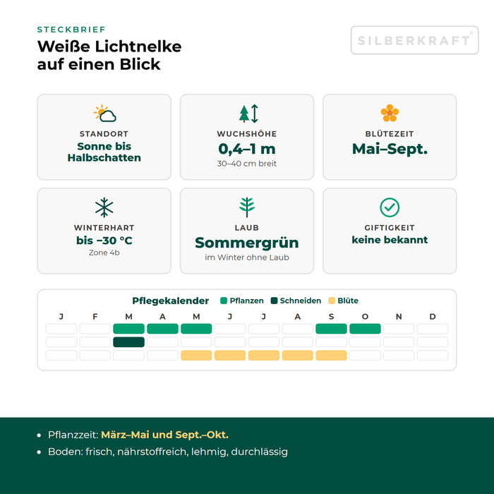 Steckbrief Weiße Lichtnelke (Silene latifolia subsp. alba) mit Standort, Wuchshöhe, Winterhärte, Giftigkeit und Pflegekalender