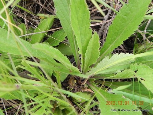 Scabieux — Bild 5