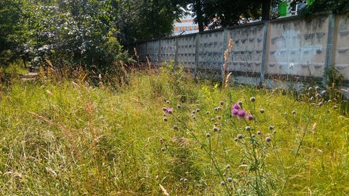 Centaurée scabieuse — Bild 5