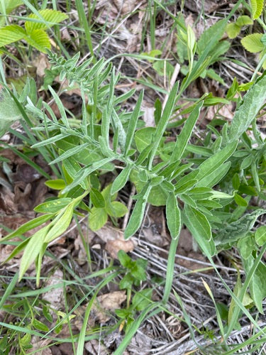 Centaurée scabieuse — photo 5 sur 12