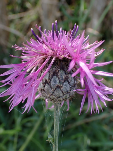 Centaurée scabieuse — Bild 3