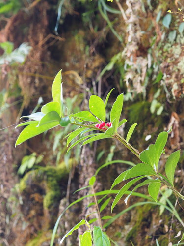 Écrémé — Bild 2