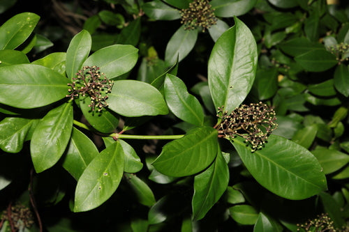 Écrémé — Bild 3