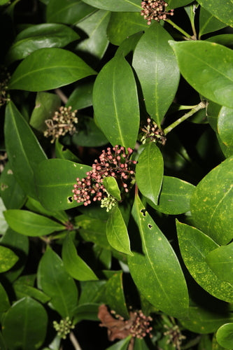 Écrémé — Bild 4
