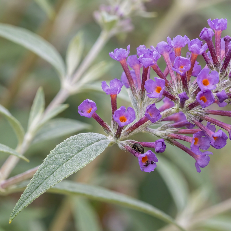 Buddleia