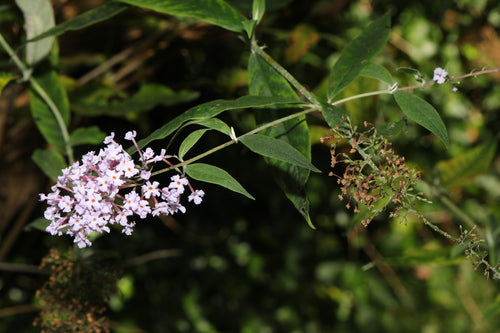Buddleia — Bild 4