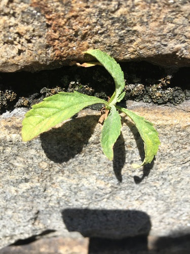 Buddleia — Bild 2