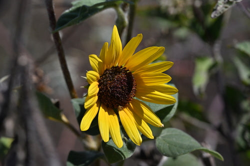 Tournesols — Bild 3