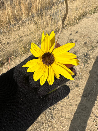 Tournesols — Bild 2