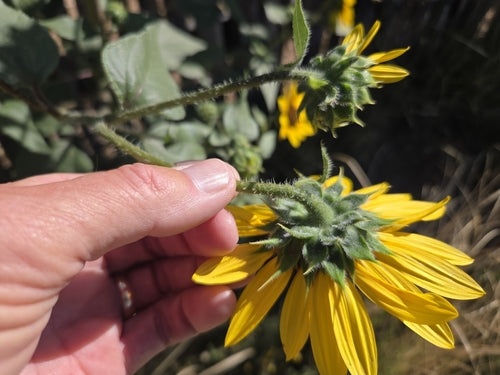 Tournesols — Bild 5