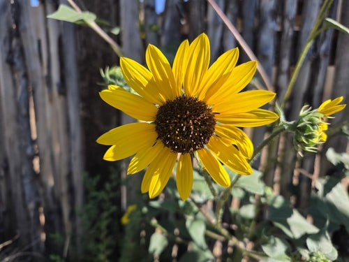Tournesols — Bild 4