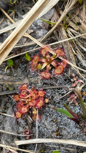 Droséra — Bild 2