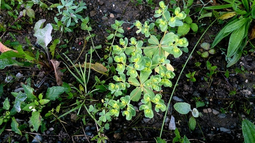 Euphorbe du solstice — Bild 2