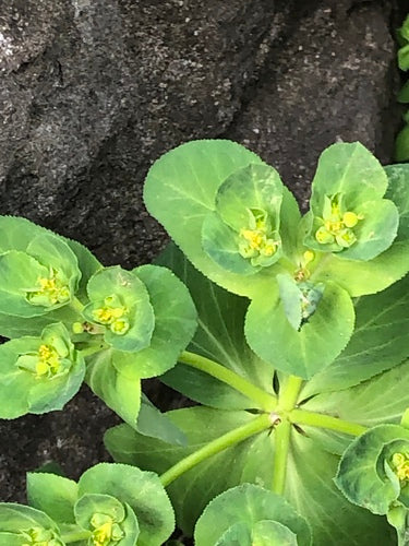 Euphorbe du solstice — Bild 5