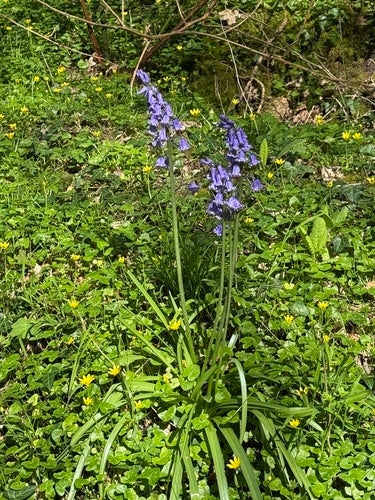 Cloche de lièvre espagnole — photo 3 sur 8