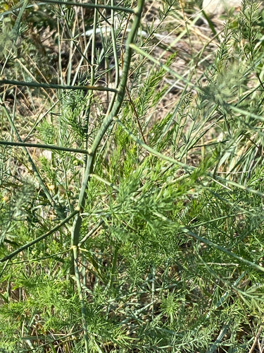 asperge — Bild 3