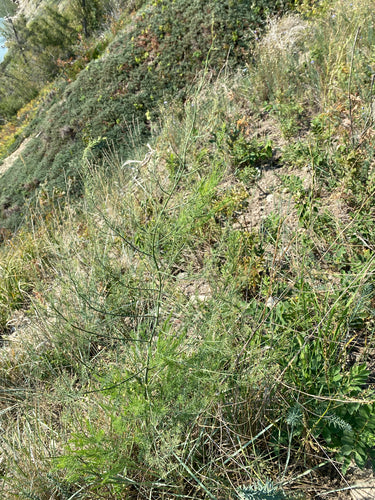 asperge — Bild 1