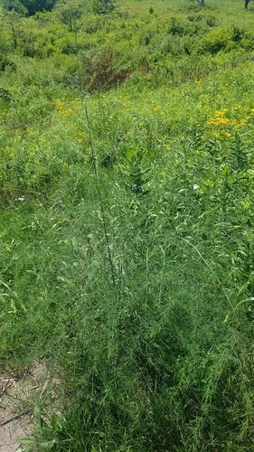 asperge — Bild 4