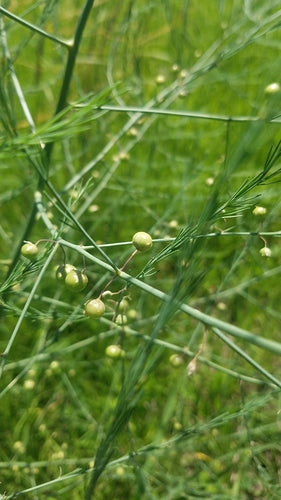 asperge — Bild 5