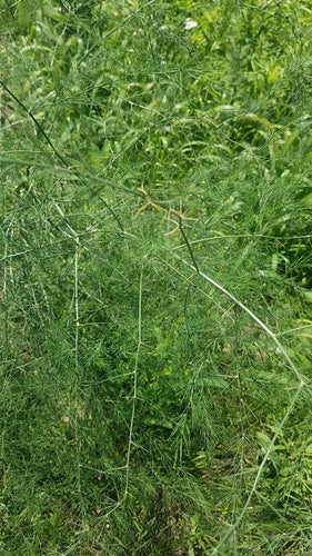 asperge — Bild 4
