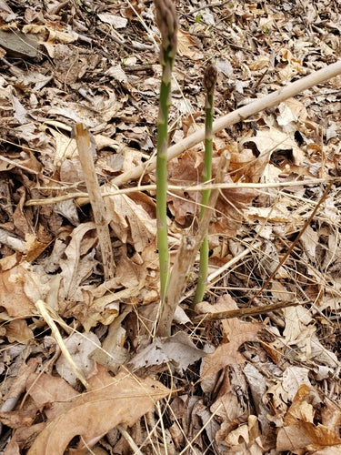 asperge — Bild 3