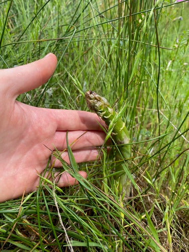 asperge — Bild 2