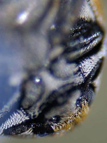 Coléoptères mouchetés — Bild 3