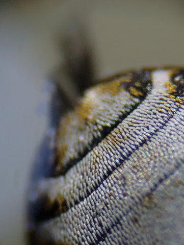 Speckkäfer - Bild 4