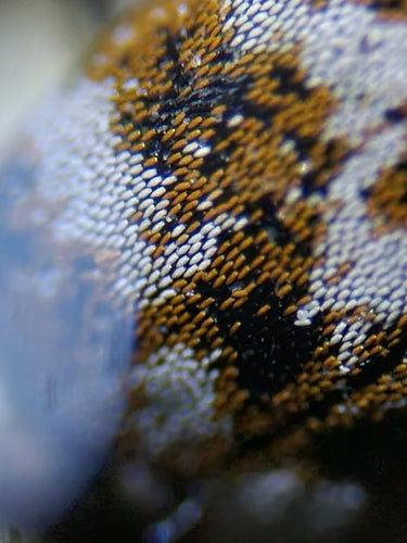 Speckkäfer - Bild 5