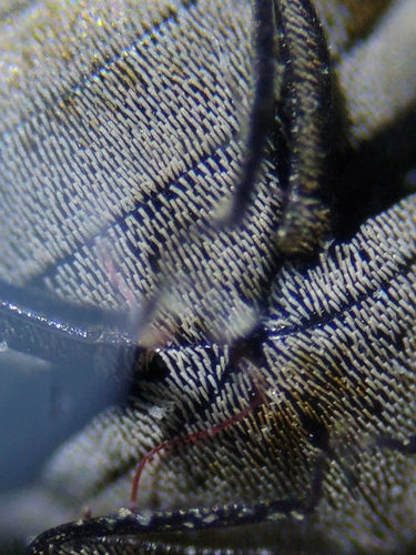 Speckkäfer - Bild 6