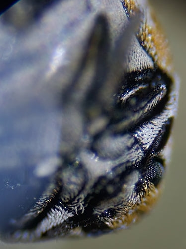 Speckkäfer - Bild 7