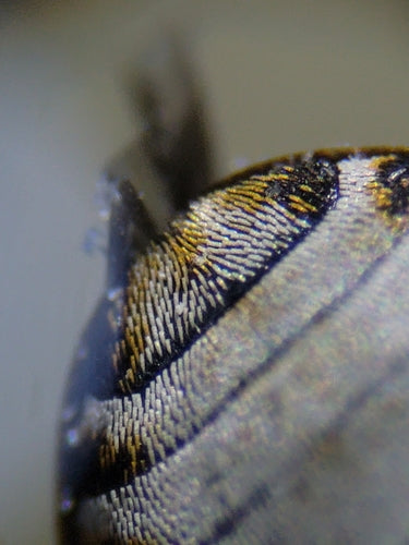 Speckkäfer - Bild 8