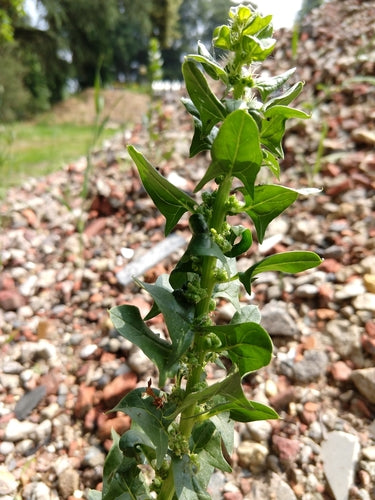 épinard — Bild 5