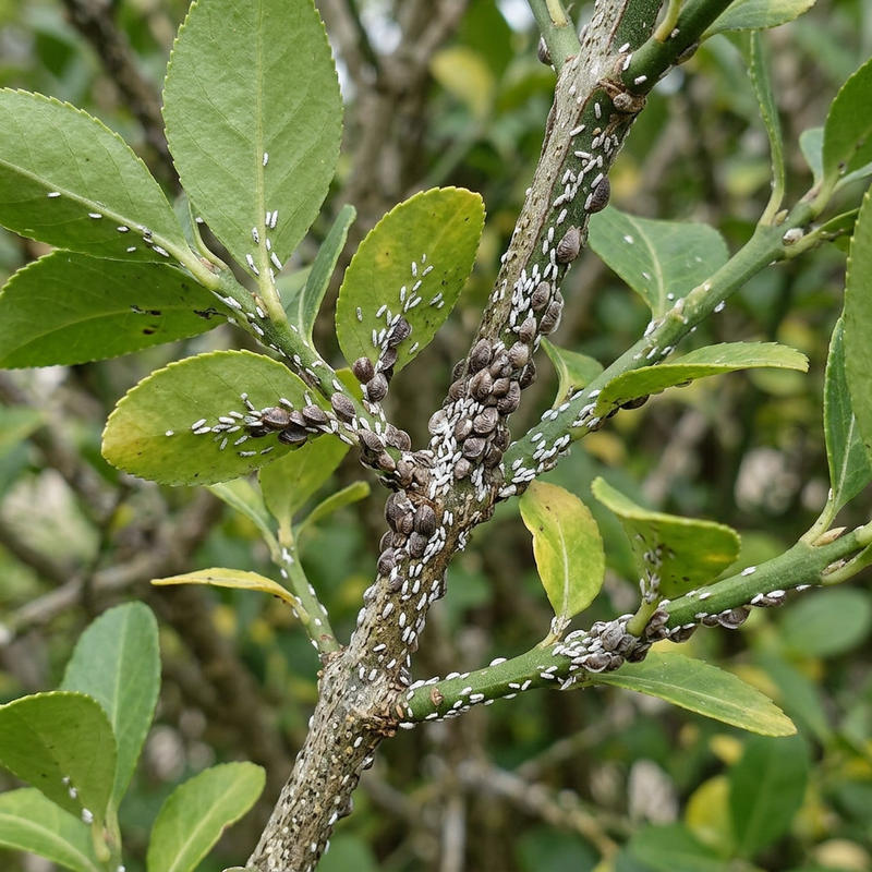 Cochenille fusiforme (Unaspis euonymi), illustration IA